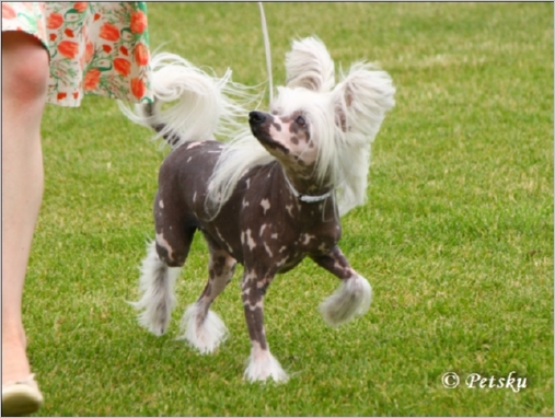 Mooncrest Baccara_Roze_2